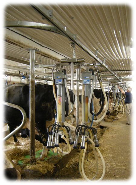 Inside of Dairy Barn with Latrak Conveyor for Milking Units