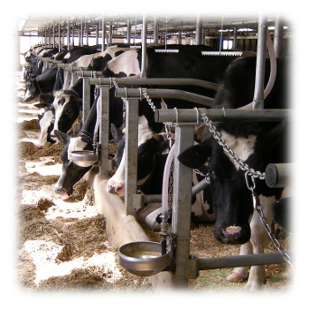 Holstein Cows in Barn